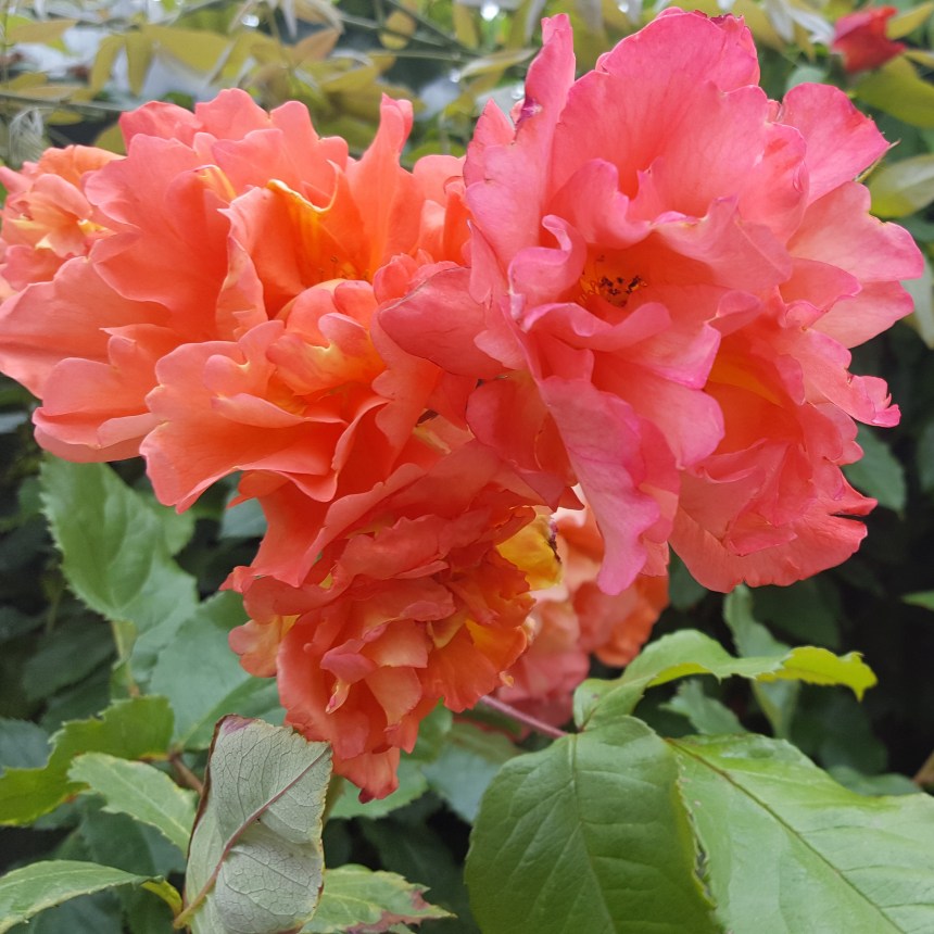 IMG_20170606_225802_804